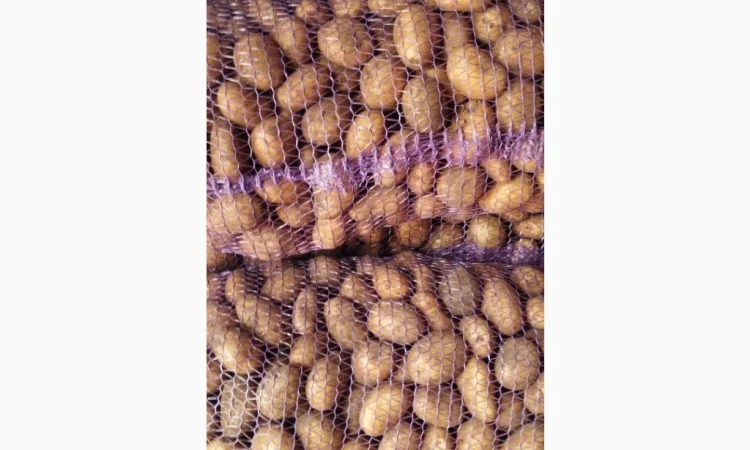 Якісна товарна картопля у продажу - фото № 5