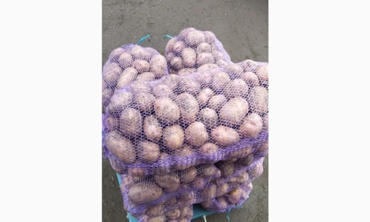 Якісна товарна картопля у продажу - фото № 6