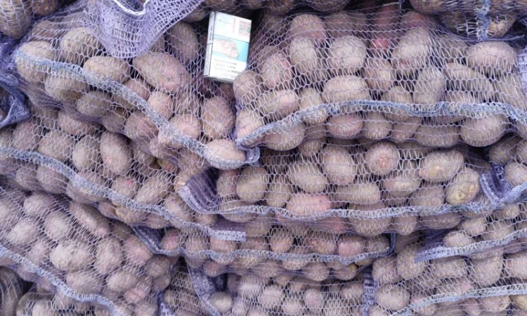 Товарна картопля сорту Коннект Аризона на продаж - фото № 1