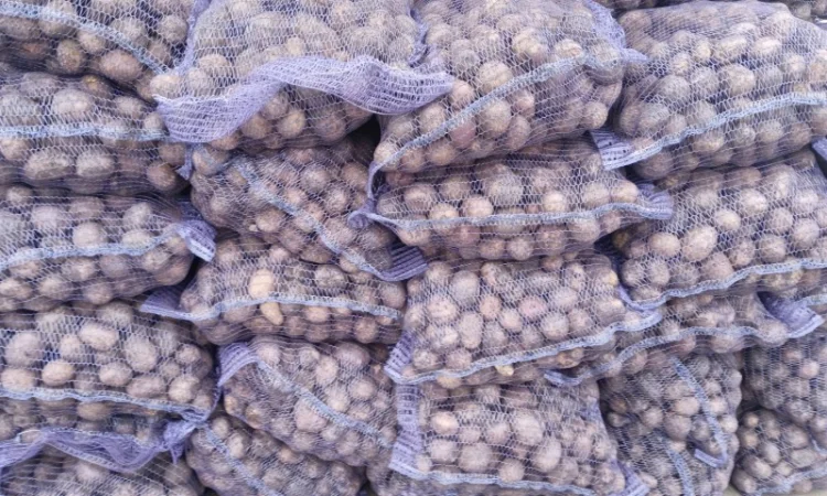 Товарна картопля сорту Коннект Аризона на продаж - фото № 2