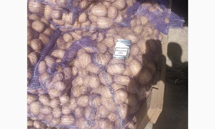 Товарна картопля сорту Коннект Аризона на продаж - фото № 3