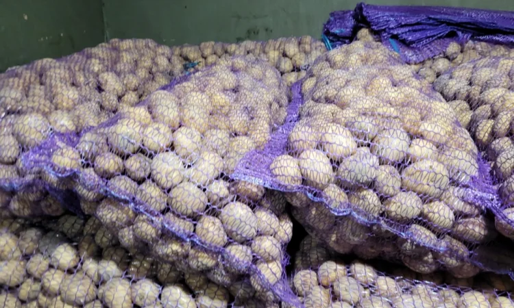 Продажа картофеля насиневой Ривьера Пикасо Аризона Белароса Коломбо - фото № 1