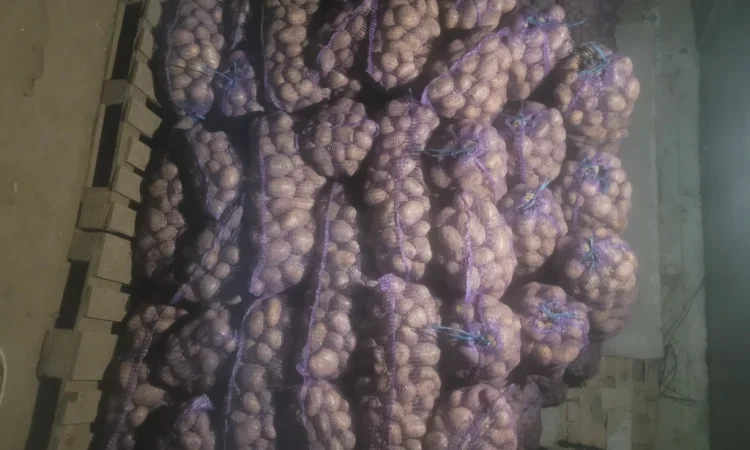 Продажа картофеля насиневой Ривьера Пикасо Аризона Белароса Коломбо - фото № 2