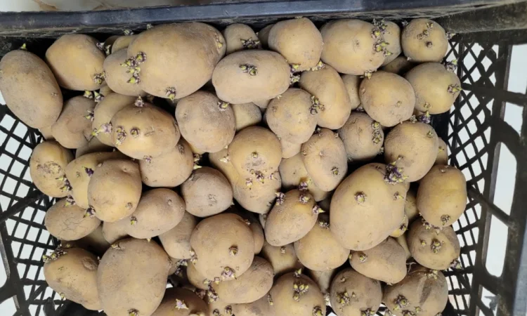 Продажа картофеля насиневой Ривьера Пикасо Аризона Белароса Коломбо - фото № 3