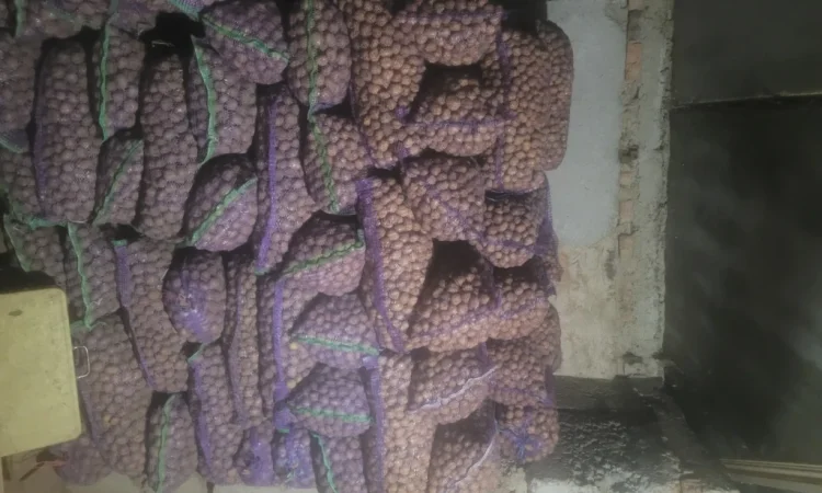 Продажа картофеля насиневой Ривьера Пикасо Аризона Белароса Коломбо - фото № 4