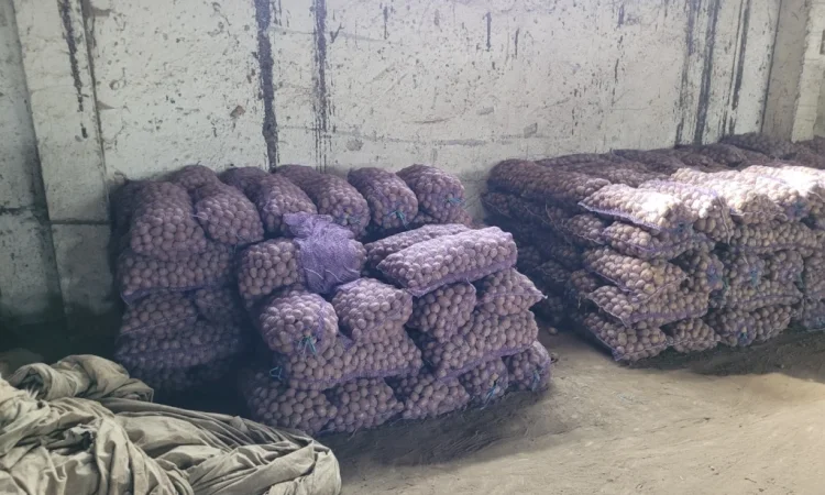 Продаж насіннєвого картоплі: Рівєра, Арізона, Белароса, Коломбо - фото № 9