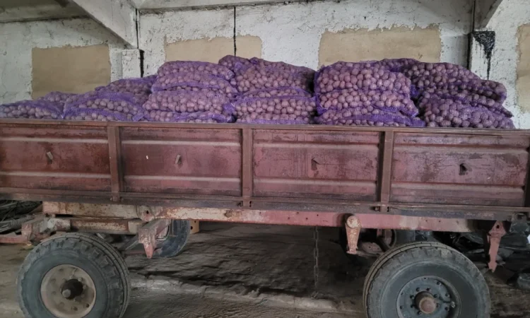 Продаж насіннєвого картоплі: Рівєра, Арізона, Белароса, Коломбо - фото № 11