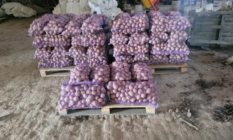 Продам картоплю велику і насіневу белароса арізона рівєра - фото № 1