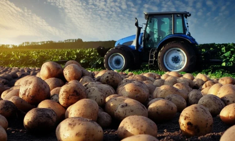 Компанія ТОВ "Агрофреш груп" закуповує картоплю великими обсягами - фото № 1