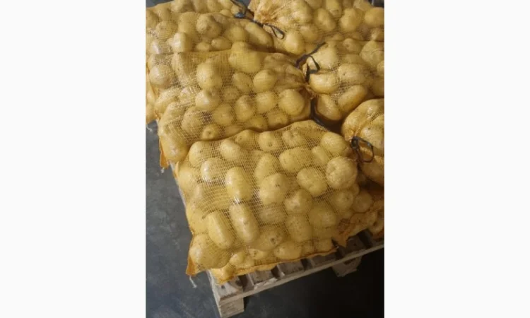 Продам картофель с Польши сорт Гранада и Королева Анна - фото № 5