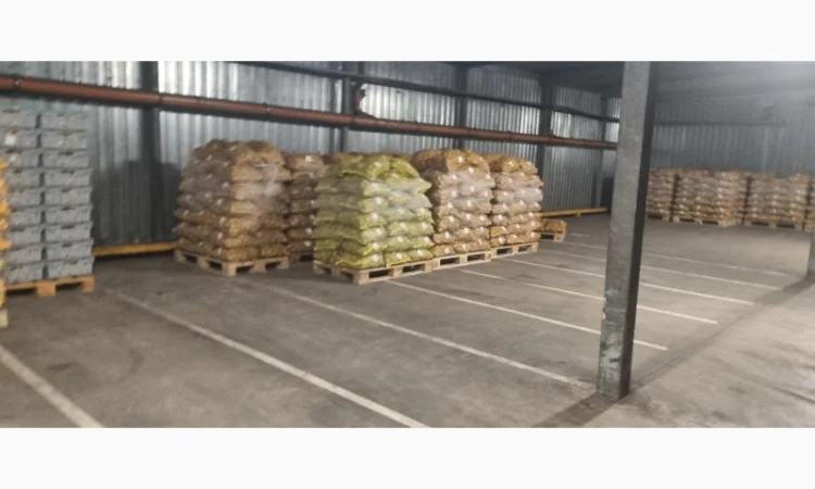 Продам картофель с Польши сорт Гранада и Королева Анна - фото № 6