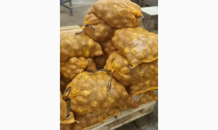 Продам картофель с Польши сорт Гранада и Королева Анна - фото № 7