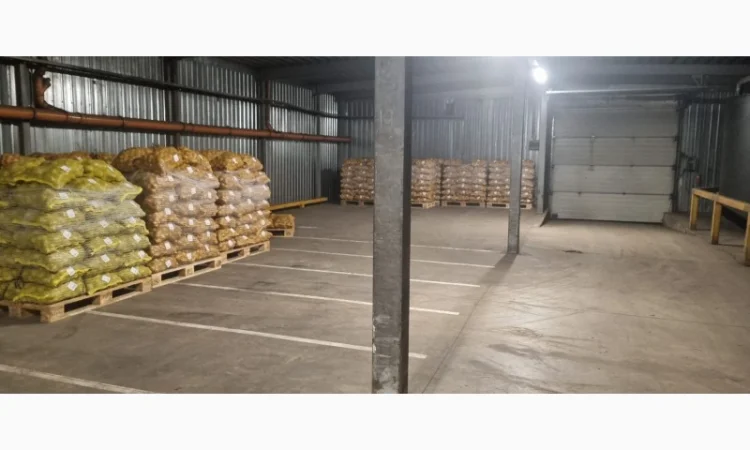 Продам картофель с Польши сорт Гранада и Королева Анна - фото № 9