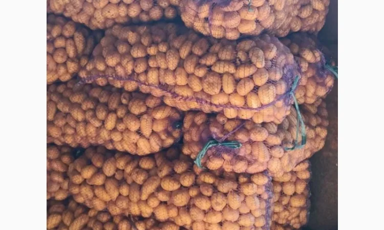 Продам насінневу картоплю, сортів Гранада, Коннект - фото № 1