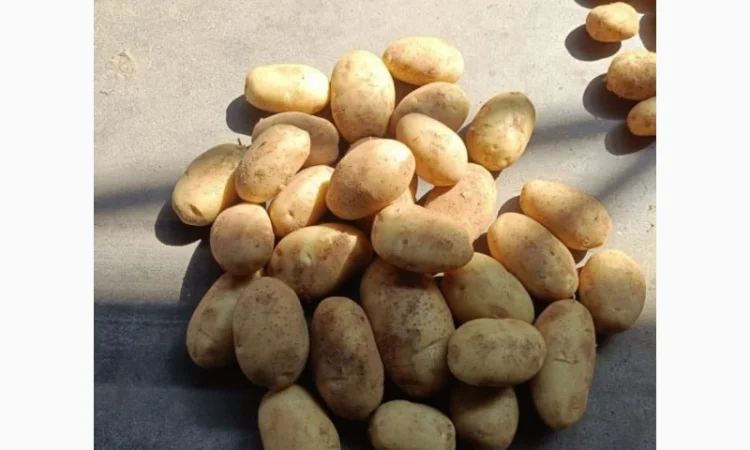 Продаю свежую молодую картошку - фото № 1