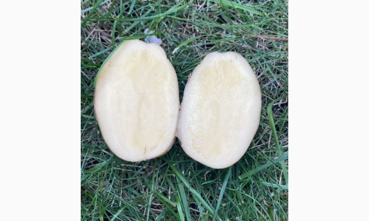 Семенний картопля Мелоді 5 кг на продаж - фото № 2