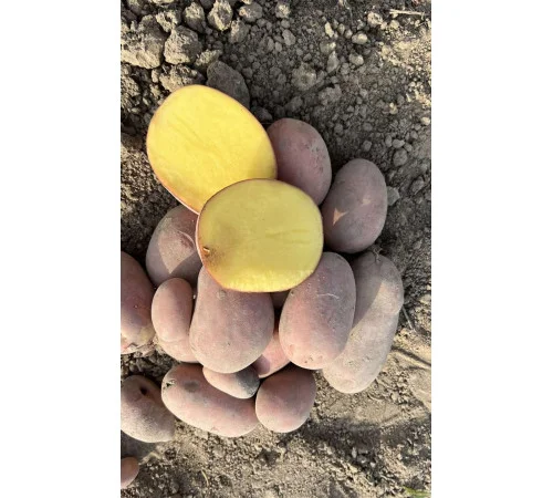 Насіннєва картопля Балтик Роуз 5 кг на продаж - фото № 1