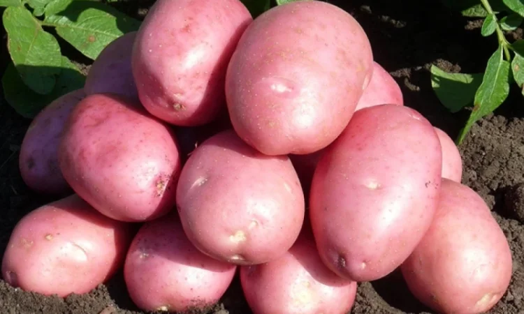 Насіннєва картопля Балтик Роуз 5 кг на продаж - фото № 2