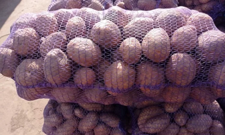 Куплю картоплю оптом від 22 тонн - фото № 1