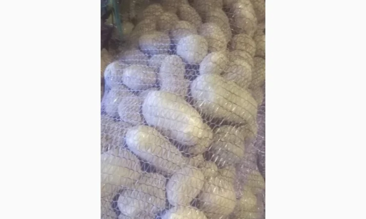 Куплю картоплю білих сортів від 20 тонн - фото № 1