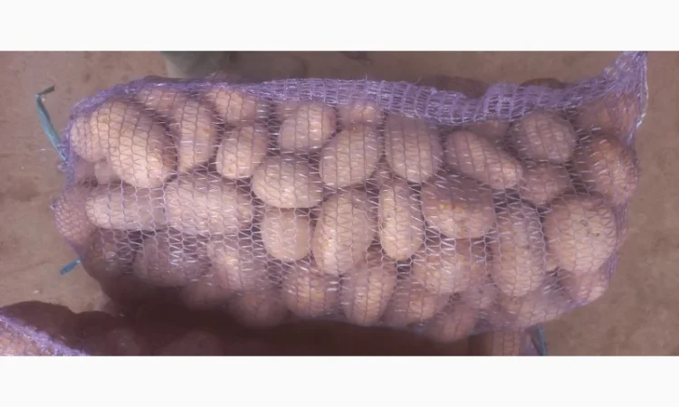 Куплю картоплю білих сортів від 20 тонн - фото № 2