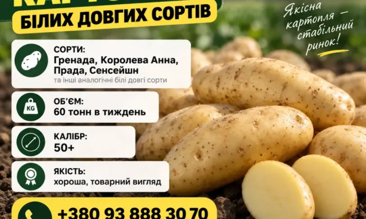 Терміново!!’ Куплю Картофель от 4 ех машин 88 тонн - фото № 1