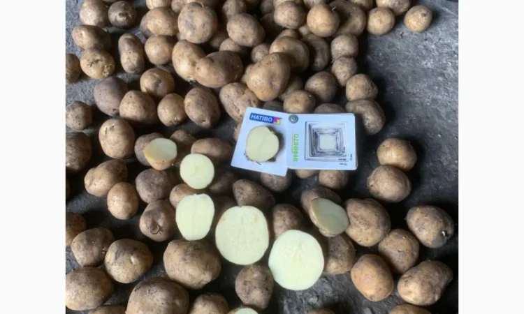 Реалізую картопю від виробника відмінної якості. Мінімальна партія 3т - фото № 2