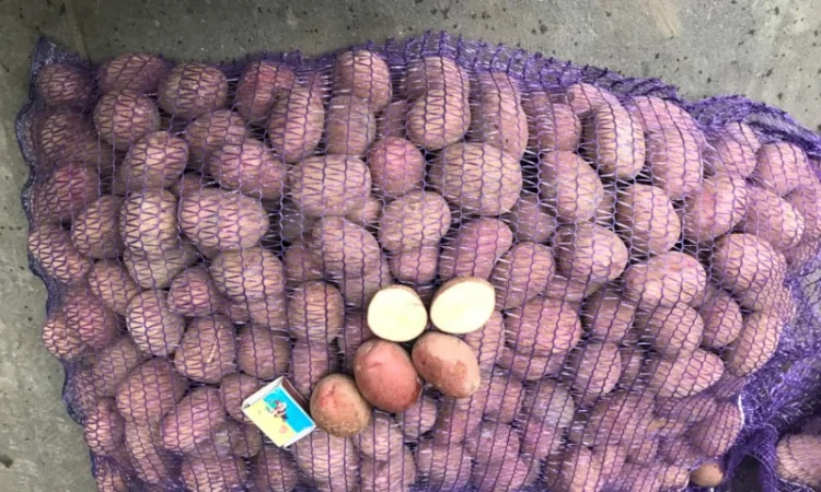 Насіннєва картопля - фото № 3