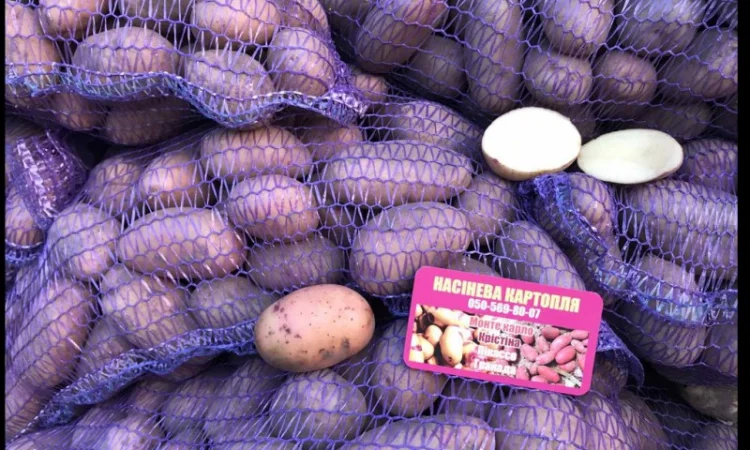 ТІРАС 1 репродукція нас - фото № 2