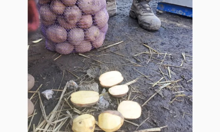 Продается крупная товарная картошка БеллаРоза - фото № 7