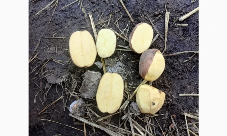 Продается крупная товарная картошка БеллаРоза - фото № 8