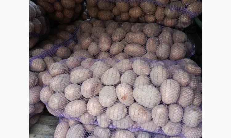 Продам картофель БеллаРоза урожай 2025 года - фото № 1