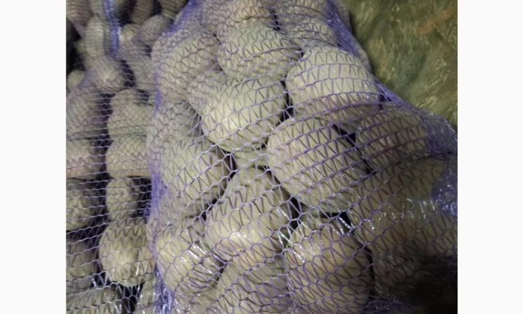 Продам картофель БеллаРоза урожай 2025 года - фото № 2