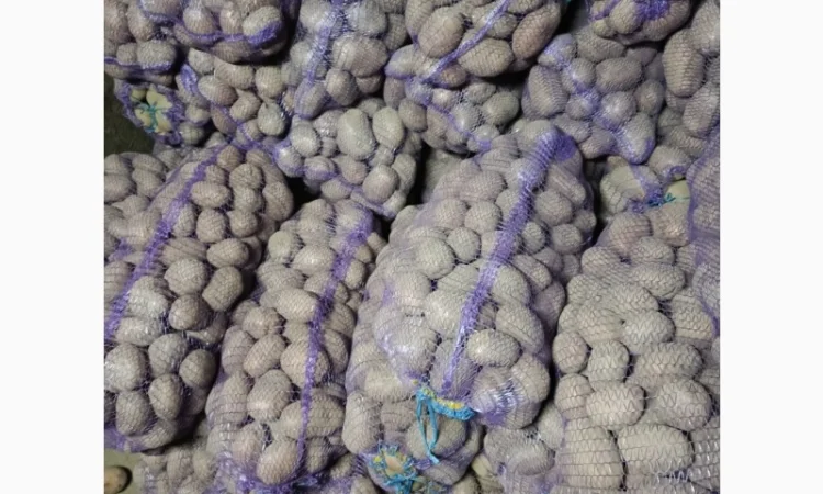 Продам картофель БеллаРоза урожай 2025 года - фото № 3