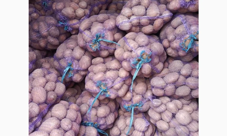 Продам картофель БеллаРоза урожай 2025 года - фото № 5