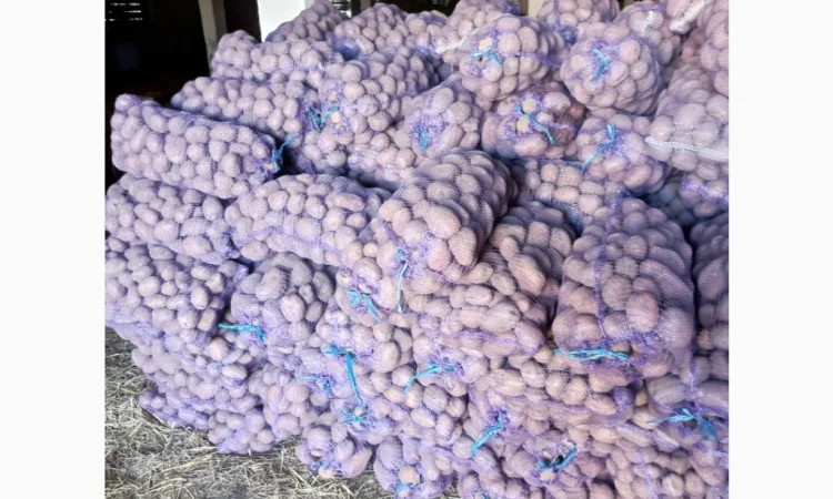 Продается крупная товарная картошка БеллаРоза - фото № 5