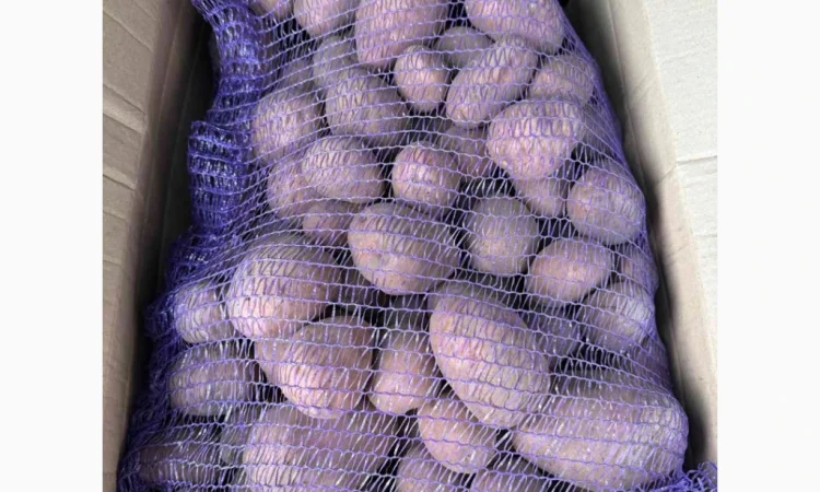 Продаю картоплю сорту Біла роса - фото № 1