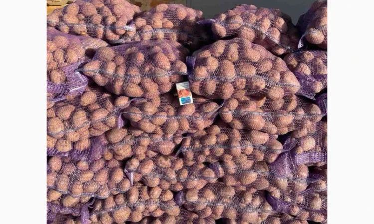 Продаю картоплю сорту Біла роса - фото № 2