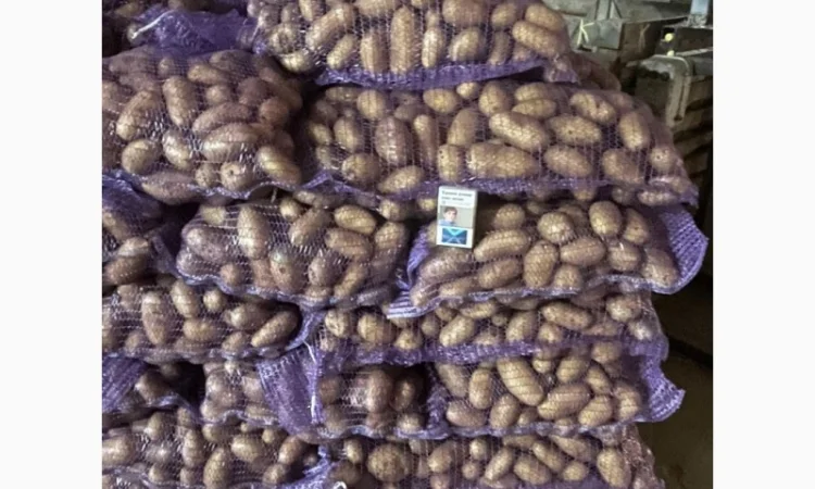Картопля королева Анна на продажу - фото № 1