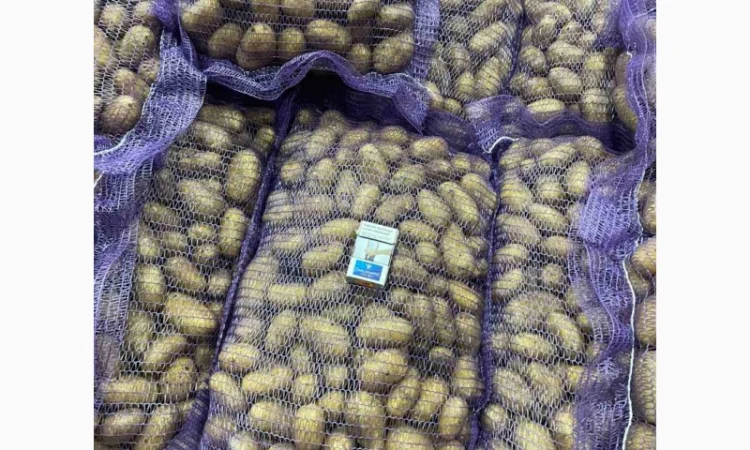 Картопля королева Анна на продажу - фото № 2