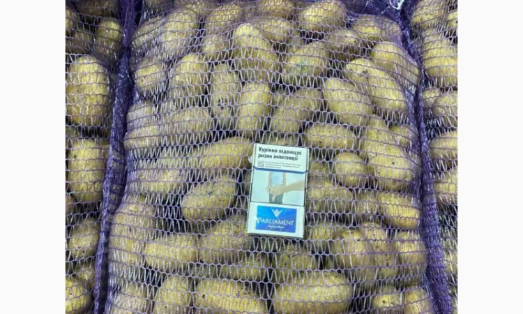 Картопля королева Анна на продажу - фото № 3