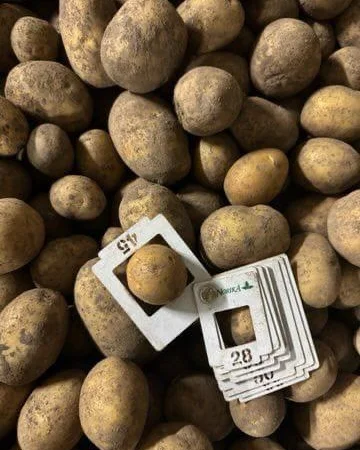 Продаж картоплі гуртом великими партіями - фото № 4