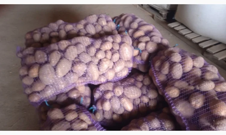 Картопля мелоді 22т на продаж - фото № 1