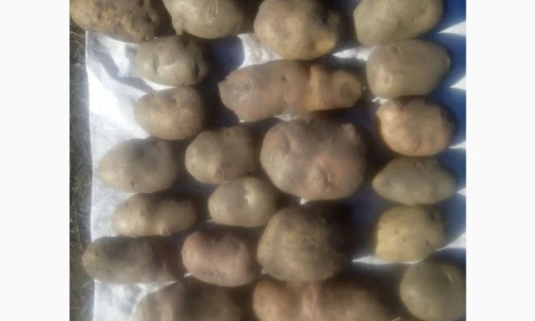 Продаю сортовую картошку различных сортов - фото № 1