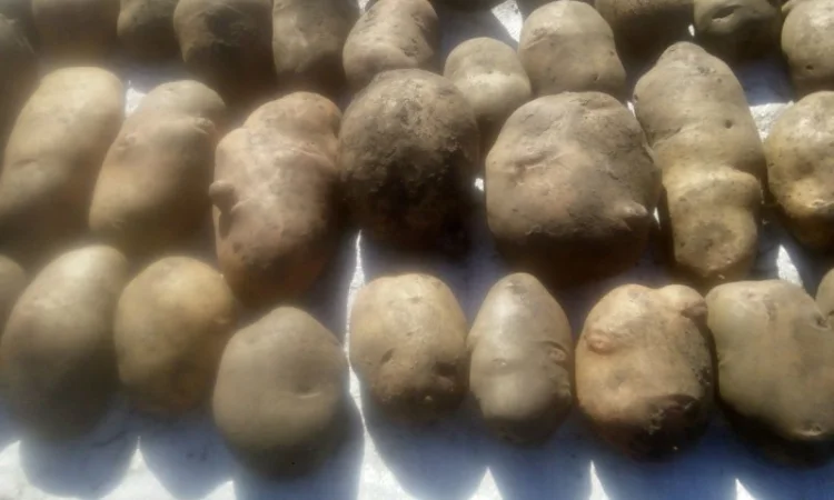 Продаю сортовую картошку различных сортов - фото № 2