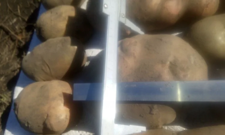 Продаю сортовую картошку различных сортов - фото № 3