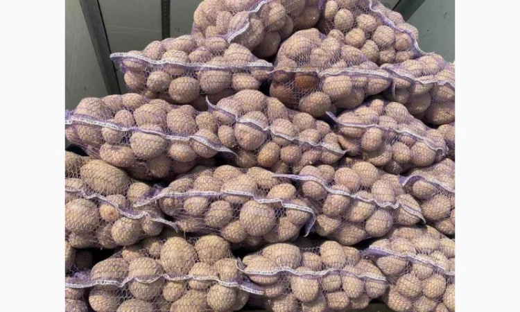 Покупка товарної картоплі від фермерів та постачальників - фото № 2