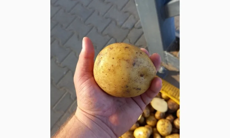 Покупка товарної картоплі від фермерів та постачальників - фото № 3