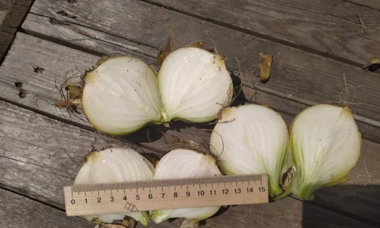 Покупка товарної картоплі від фермерів та постачальників - фото № 4