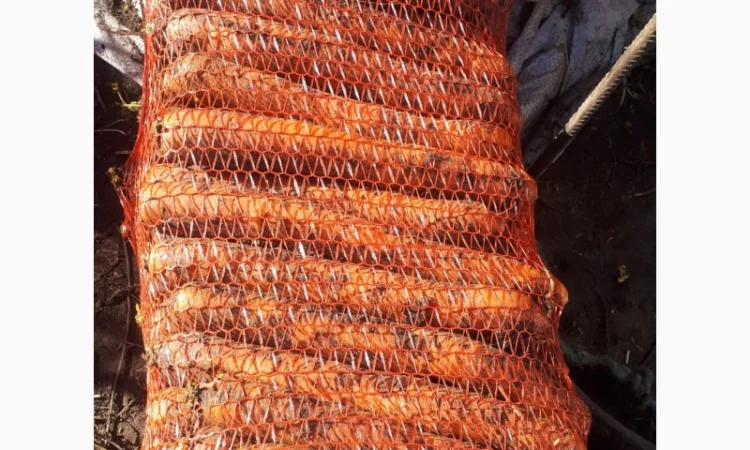 Покупка товарної картоплі від фермерів та постачальників - фото № 5